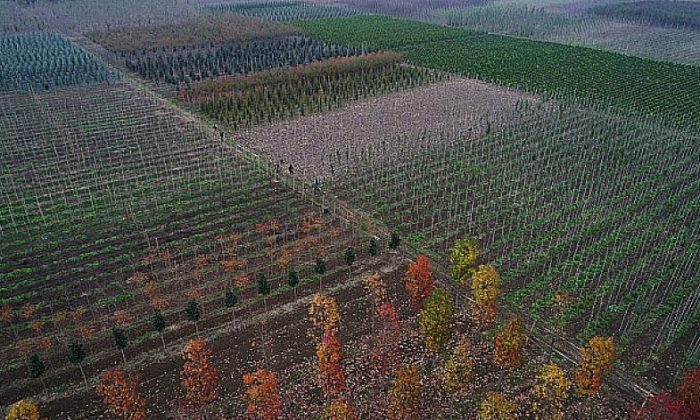 125 hektar alanda yerli fidan üretiliyor