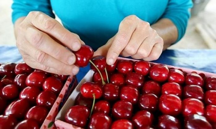 Türkiye’den Çin’e 3,3 milyon dolarlık kiraz ihracatı