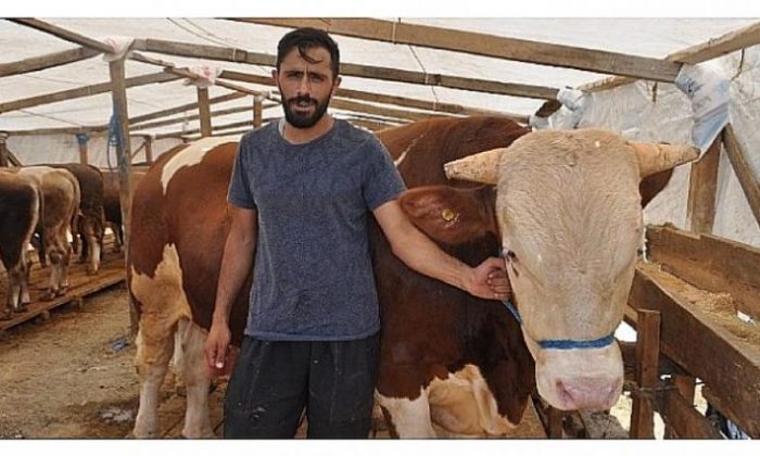 Bir ton ağırlığındaki kurbanlık 22 bin 500 TL’ye satıldı