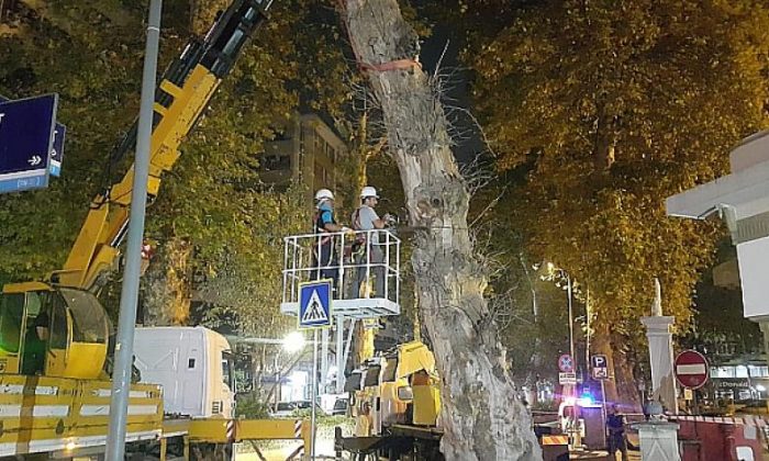 Devrilme riski taşıyan çınar ağaçları kesildi