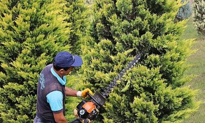 Kocaeli genelindeki ağaçlar budanıyor