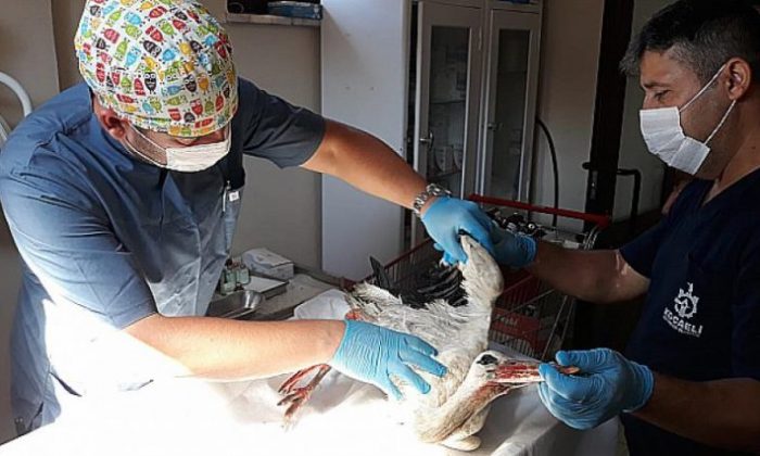 Kocaeli’nde yaralı kuşlar da Büyükşehir’e emanet
