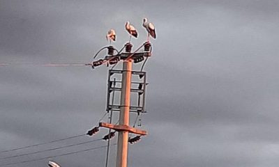 SEDAŞ, leylekler ölmesin diye mücadele verdi