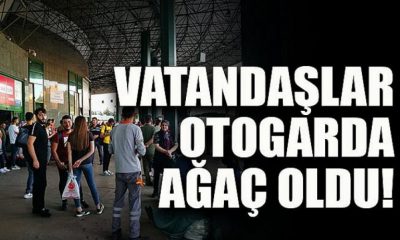Vatandaşlar otogarda ağaç oldu!