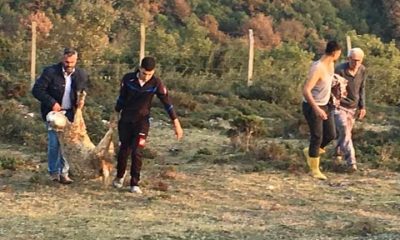 Başıboş köpeklerin saldırdığı 7 koyun öldü