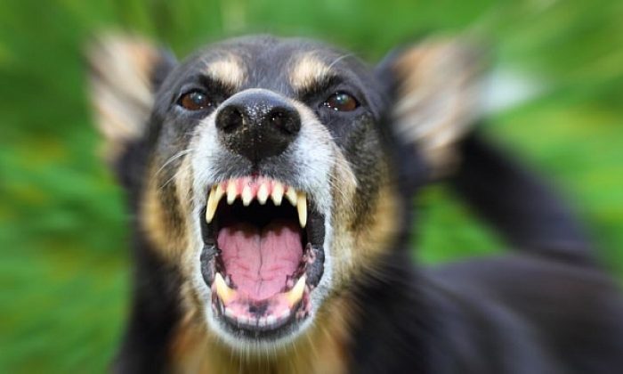 İnternetten köpek sattı cezaevine girdi!