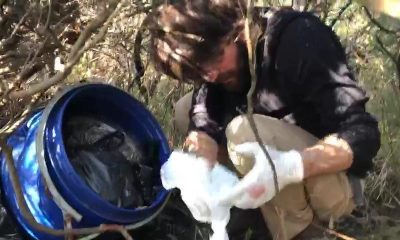 Ormanda varilin içinden kilolarca esrar çıktı