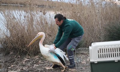 Ormanya, Ak Pelikan’a umut oldu