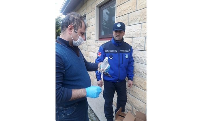 Ayağına sakız yapışan güvercin doğaya salındı