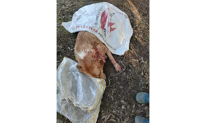Sokak köpeğini tüfekle vurdular!