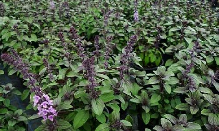 Kocaeli tıbbi aromatik bitkilerin merkezi olacak!
