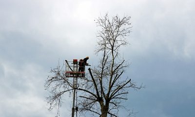 Tarihi çınarlar bakımdan geçiyor