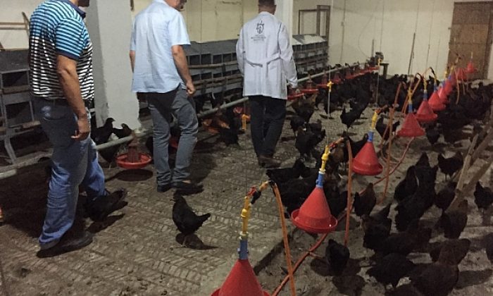 Büyükşehir’den çiftçilere gezen tavuk desteği
