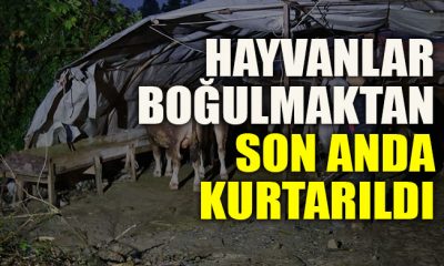 Hayvanlar boğulmaktan son anda kurtarıldı