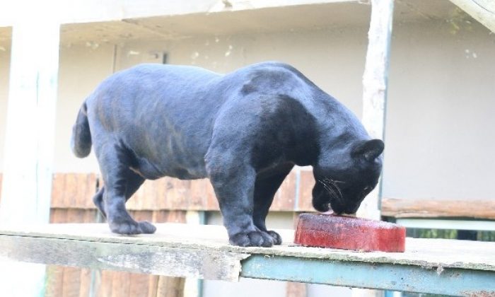 Sıcaktan bunalan hayvanlar buzlu besinlerle serinliyor