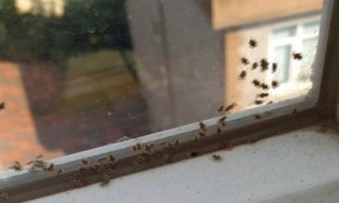 Kocaeli’de 3 ilçeyi böcekler istila etti