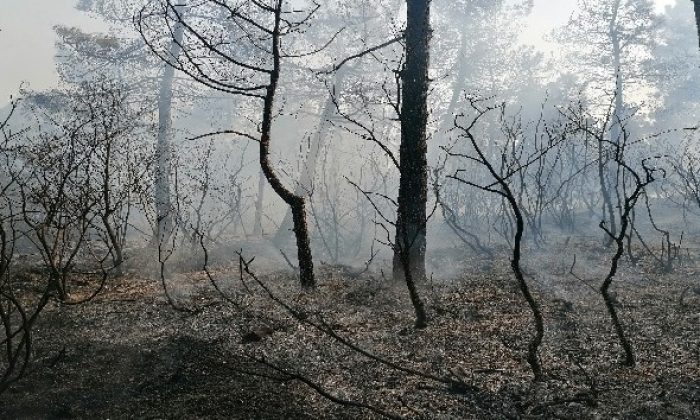 Kocaeli’de ormanlık alanda çıkan yangın kontrol altına alındı