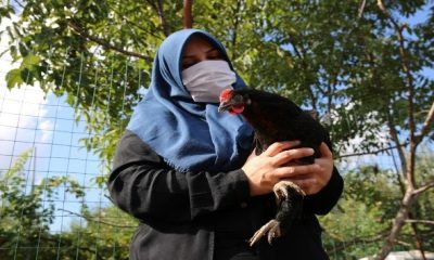 Kocaeli çiftçisine 20 bin tavuk desteği