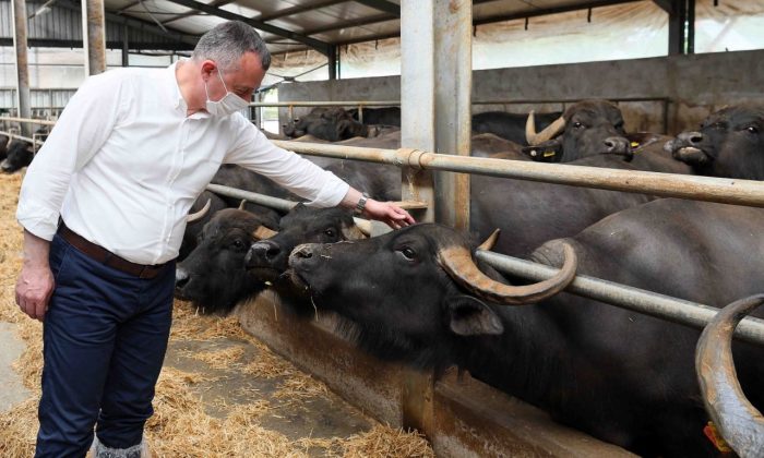 Kocaeli’de çiftçiye yapılan büyükbaş desteği 63 binden 135 bine yükseldi