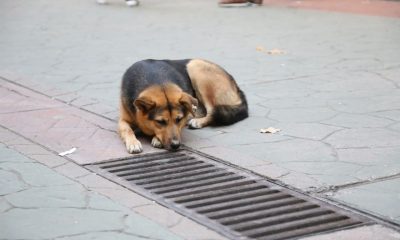Mazgalı izleyen köpeğin sırrı ortaya çıktı