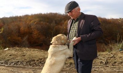 Sahiplendirilen hayvanlar yeni yuvalarında