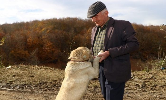 Sahiplendirilen hayvanlar yeni yuvalarında