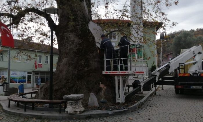 Bin 230 yıllık çınar ağacının bakımı yapıldı