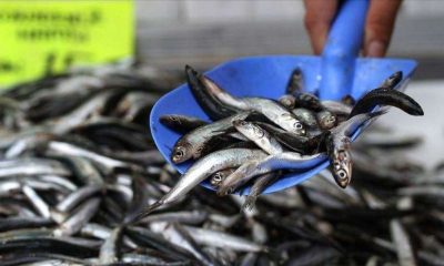 Kocaeli’de hamsi avı yasağı kaldırıldı