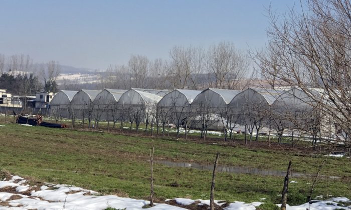 Büyükşehir Belediyesi’nin sera desteği çiftçilerin yüzünü güldürdü