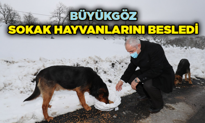 Başkan  Büyükgöz sokak hayvanlarını besledi