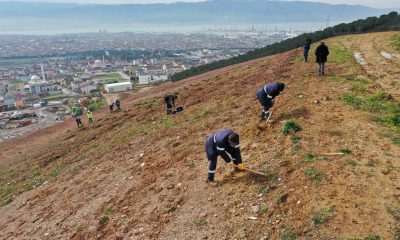 İlimtepe Dolgu Alanı’na 8 bin Toros Sediri dikilecek