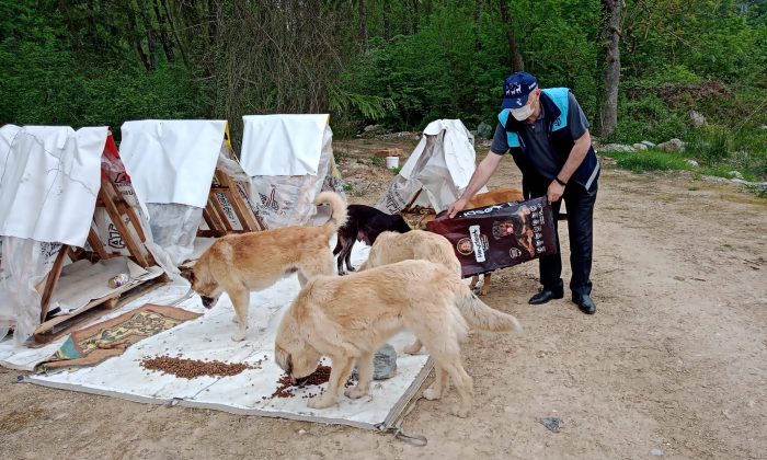 Kısıtlamada sokak hayvanları unutulmadı