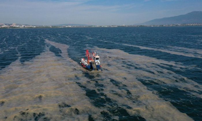Körfezden 50 günde 150 ton deniz salyası toplandı