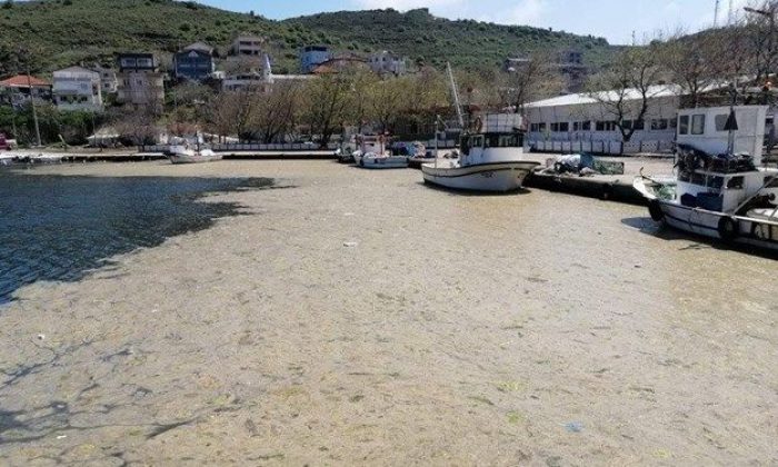 Bilim insanları, müsilaj sorunu için Marmara’ya açıldı
