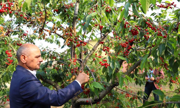 Başkan Şener Söğüt “Yarımca Kirazı’nın değerini yükselteceğiz”