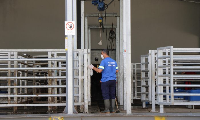 Modern mezbahalarda kesim için sıra dağıtımına başlanıyor