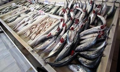 Bir Çok Balık Çeşiti Tezgahlarda Satışa Sunuluyor