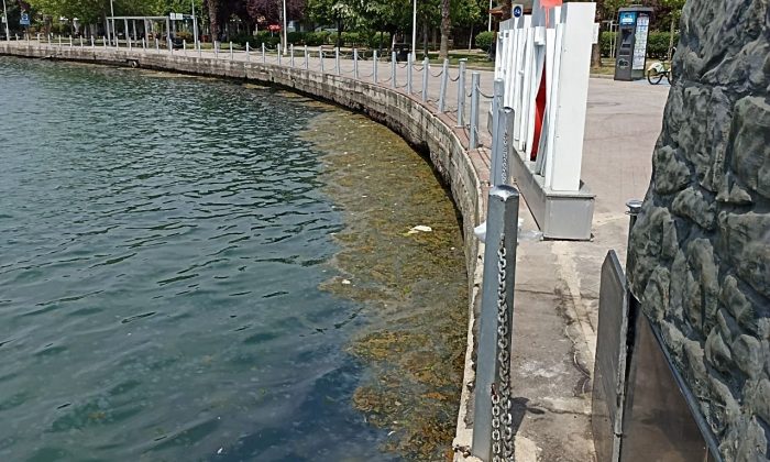 Körfez sahilinde müsilaj yeniden hortladı
