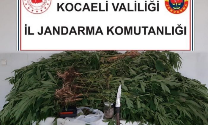 Devletin arsasına kenevir ekti, yakayı ele verdi