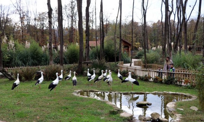Ormanya tedavi sonrası doğaya salınamayan kuşların yuvası oldu!