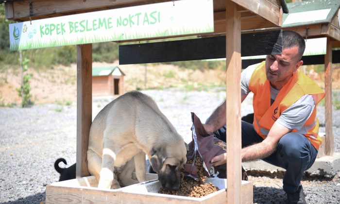 Sokak hayvanlarına 12 ton mama dağıtıldı