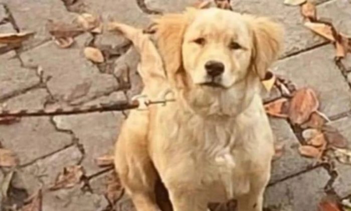 Kocaeli Valisi Yavuz’dan belediyelere sokak hayvanları uyarısı!