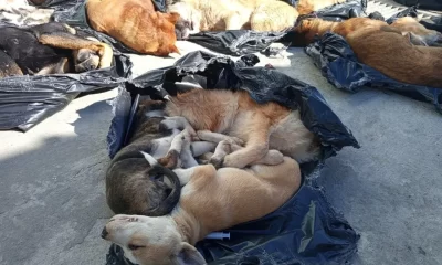 Kocaeli Valiliği  sokak hayvanı katliamı hakkında soruşturma başlattı
