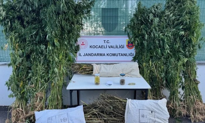 Kocaeli’nde 12 kilo esrar ve 583 kök kenevir yakalandı