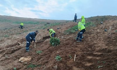 Gebze’de 4 bin 500 sedir ağacı toprakla buluştu