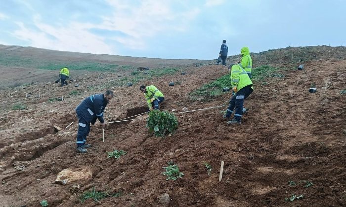Gebze’de 4 bin 500 sedir ağacı toprakla buluştu