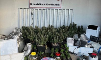 Kocaeli’de zehir seraları Jandarma operasyonuyla ortaya çıktı