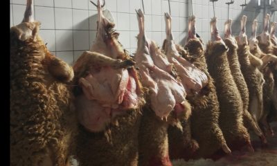 Kocaeli’deki Kesimhanelerde Kamera ve Dijital Takip Dönemi Başlıyor