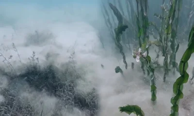 Sapanca Gölü’ndeki pamuksu yapının ne olduğu açıklandı