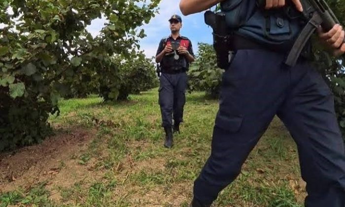Kandıra’da Fındık Tarlalarına Jandarma Takibi